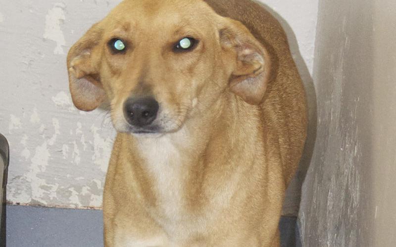 This female Feist mix was found in McCaysville January 27. She has a coarse, blonde coat. View her using intake number 029-22.