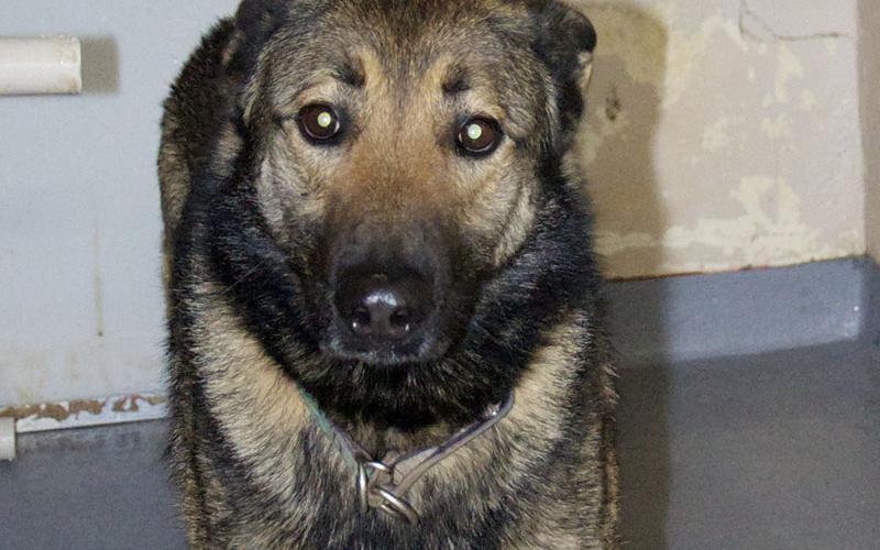 This male German Shepherd mix was picked up off Loving Road in Morganton January 25. He has a long black and tan coat. View him using intake number 028-22.