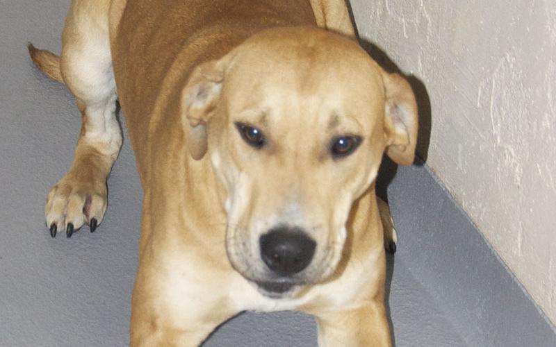 This male Great Dane mix was surrendered by his owner January 21. He has a short blonde coat. View this sweetie using intake number 025-22.