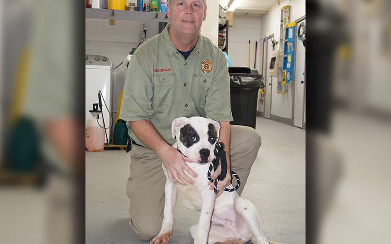 This male Boxer mix was picked up on Ballewtown Road in Blue Ridge February 1. He has a short, white coat with two black eyes. View this sweetie using intake number 035-22. He is shown with animal control Officer Luke McDonald.