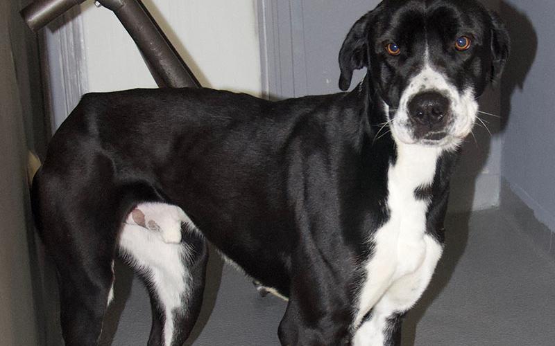 This male Great Dane mix was surrendered by his owner December 29. He has a beautiful black and white coat. View this big boy using intake number 456-21.