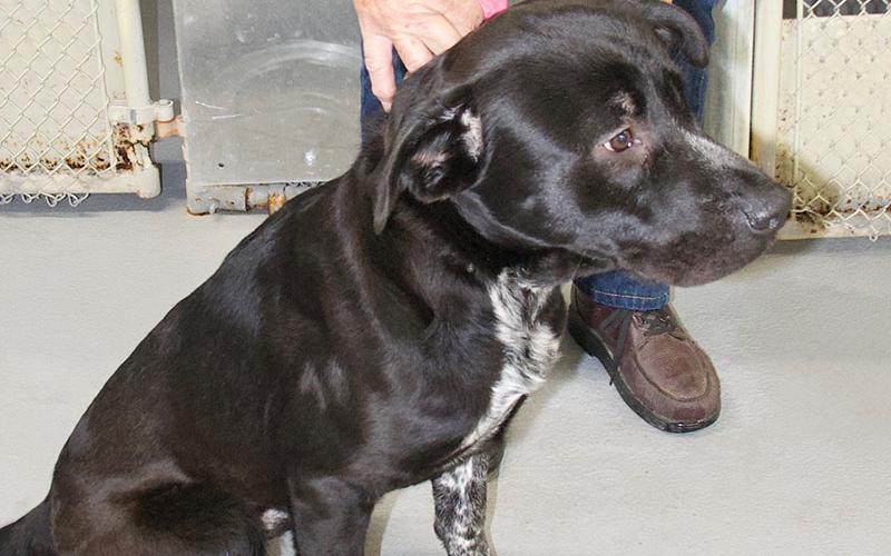 This male Lab mix was picked up on Mobile Road in McCaysville December 16. He has a short black coat with some white. View this good boy using intake number 421-21.
