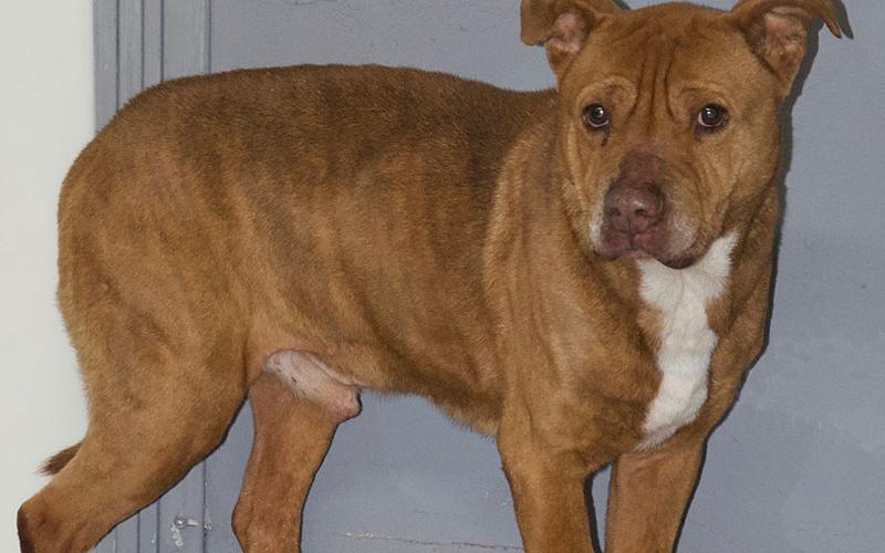 This male Bulldog mix was picked up on Jolly Way in Epworth July 30, 2021. This boy has a light brown coat. View this sweetheart using intake number 271-21.