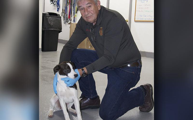 This female Feist mix was picked up on Kikis River Road in Blue Ridge February 2. She has a white coat with brown spots. View this sweet girl using intake number 039-22. She is shown animal control Interim Manager J.R. Cornett.