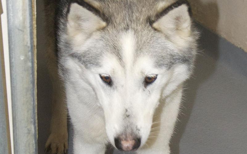 This male Husky mix was picked up on Ada Street in Blue Ridge February 2. He has a white and gray coat. View this cutie using intake number 038-22.