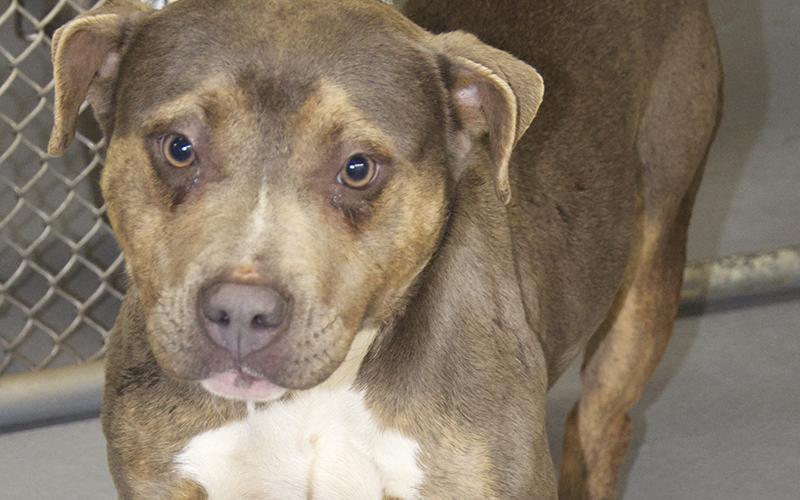 This female mix was dropped off at animal control January 31. She has a dusty brown coat. View this pretty girl using intake number 033-22.
