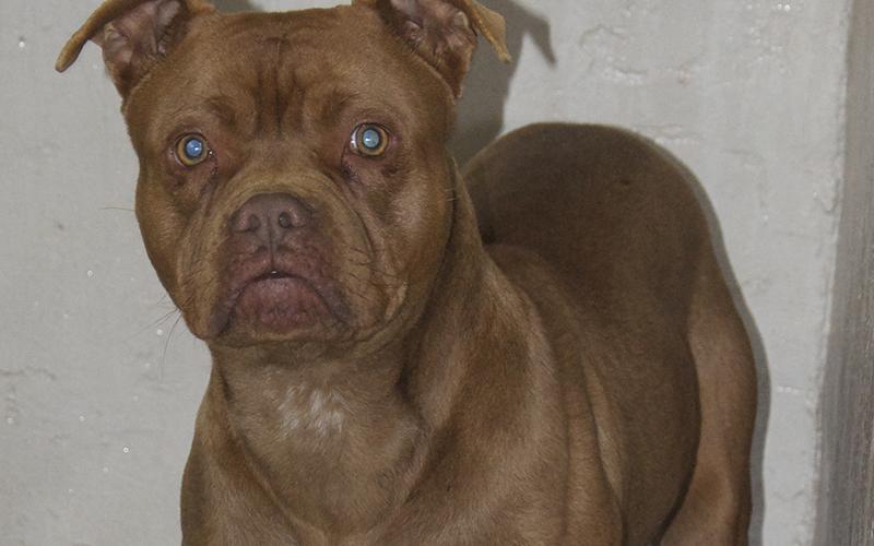 This male mix was dropped off at animal control January 31. He has a chocolate brown coat. View this good boy using intake number 032-21.