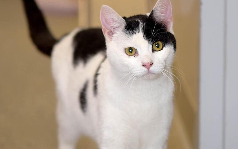 The Humane Society of Blue Ridge cat of the week is Oreo. He is a year old and is so endearing. He wants nothing more than to be adored and to have a nice, cozy lap to snuggle on. Oreo loves to talk when he wants his favorite food – Fancy Feast! He is playful and gets along well with his Adoption Center suite-mates. He is neutered, micro-chipped and up to date on his vaccinations. Contact the Adoption Center at 706-632-4357 to schedule a visit with Oreo.