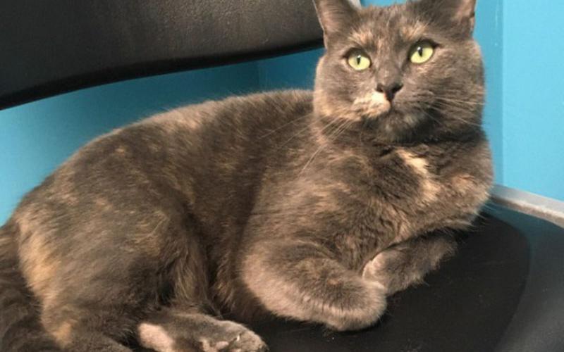 The Humane Society of Blue Ridge cat of the week is Emmie. She is an 18-month-old dilute tortoiseshell beauty with the most stunning green eyes. Emmie’s favorite pastime is watching birds from the comfort of a screened porch. She gets along purrfectly with other felines and is happy to greet new people. Emmie is spayed, micro-chipped and up to date on her vaccinations. Contact the Adoption Center at 706-632-4357 to set up a visit with Emmie. She will have you wrapped around her paw in no time!