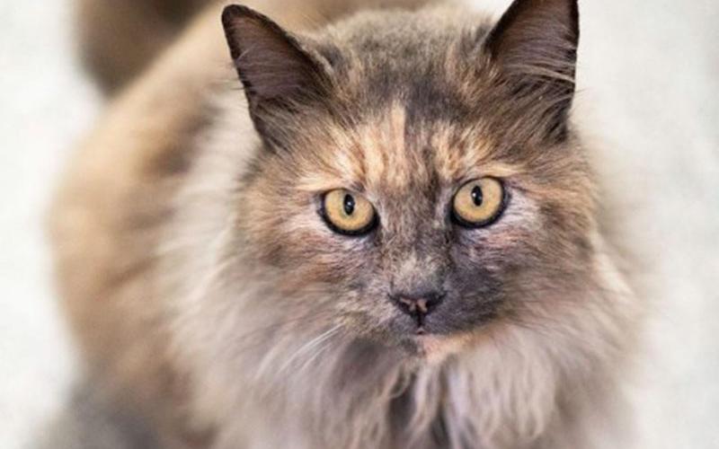 The Humane Society of Blue Ridge cat of the week is Ashley. She is a stunning one-year-old Tortoiseshell with beautiful gold eyes! Ashley is easy going with people, but she is not a fan of other cats. She would thrive in a home as the only feline where she is pampered and receives all of her human’s attention. To schedule a meet and greet with this gorgeous girl, contact the Adoption Center at 706-632-4357. Give her the lucky break she needs and make her a part of your family.