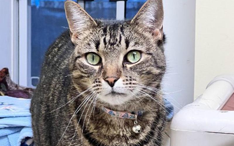 The Humane Society of Blue Ridge cat of the week is Emma. She is a gorgeous, healthy 10-year-old tabby who is looking for a quiet home where she is the only pet. Emma is so easy going and extremely affectionate with people. She would love a home with a screened porch or a window with a view so that she can do her bird watching. Emma is spayed, microchipped and up to date on her vaccinations. Contact the Adoption Center at 706-632-4357 for more information about Emma.