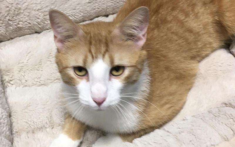 The Cat of the week is Cash. You will feel like you hit the jackpot with this adorable little guy! He is nine months old and has beautiful orange and white fur. Cash is quite a bundle of energy, and he would do well in a home with a cat playmate and a lot of room to run around. Cash loves attention and enjoys human companionship. Cash is neutered, micro-chipped and up to date on his vaccinations, so he is ready for his forever family. Contact the Adoption Center at 706-632-4357 for more information.