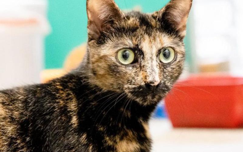 The Humane Society of Blue Ridge cat of the week is Aurora. She is a one-year-old petite tortie who has the most gorgeous green eyes. Aurora is very friendly and loves to be petted. She gets along famously with other felines. Aurora is spayed, microchipped and up to date on her vaccinations. Contact the Adoption Center at 706-632-4357 to set up a meeting with this cutie pie. Spring is the season of new beginnings, so give Aurora her new beginning by making her a member of your family.