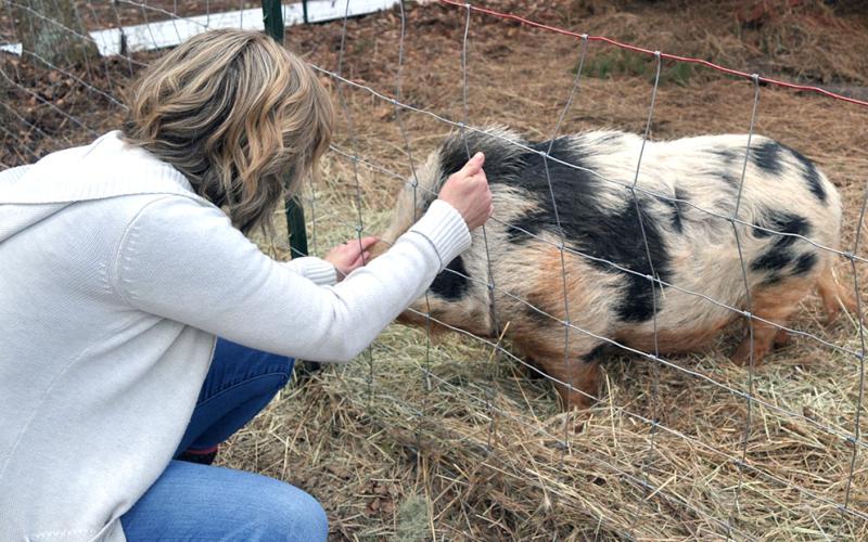 Pugsley is the farm’s first rescue pig and is an “owner’s surrender.”