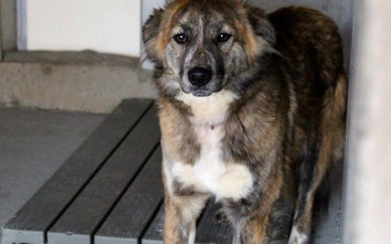 This female retriever mix was picked up on Bullen Gap Road February 28. This sweetie has a long brown and black coat with white markings. View her by using intake number 059-22.