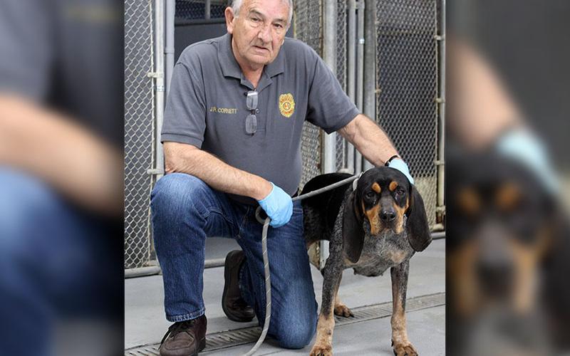 his female Blue Tick Hound was picked up at the Chattahoochee Forest National Fish Hatchery on Rock Creek Road in Suches March 3. Aptly named Hatch by animal control volunteers, this sweet girl has a blue speckle coat with cute brown dots over her eyes. View her using intake number 063-22. She is shown with animal control Interim Manager J.R. Cornett.