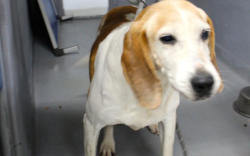 This energetic, male hound mix was picked up on Goss Road March 2. He is white with reddish brown patches. View him using intake number 062-22.
