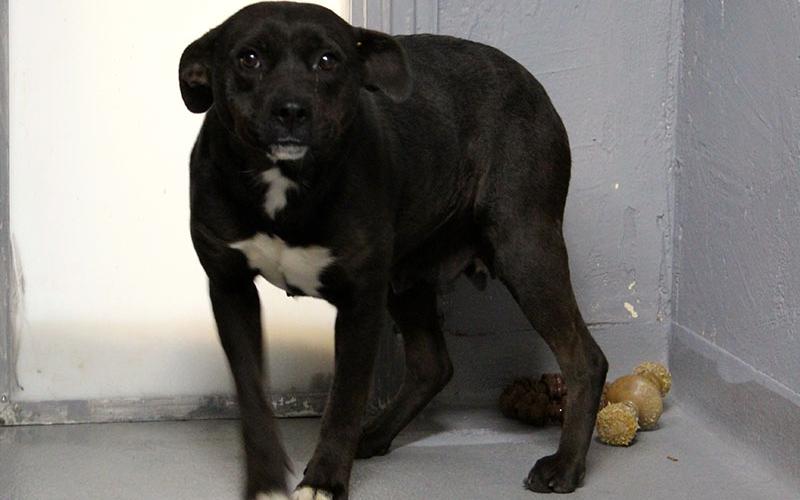 This female lab mix was picked up on Goss Road March 1. This shy girl has a black coat with a white chest. View her using intake number 061-22.