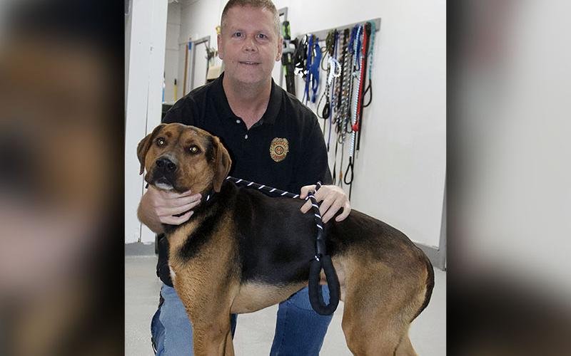 This male Hound mix was picked up on Doublehead Gap Road in Blue Ridge March 7. This big boy has a black and tan coat. View him using intake number 068-22. He is shown with animal control Officer Luke McDonald.