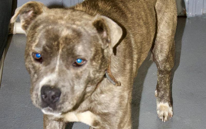 This male Bulldog mix was picked up on Hidden Vally Drive in Morganton March 7. He has a light brindle coat. View this cutie using intake number 067-22.