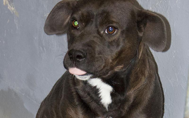 This female Lab mix was picked up on Goss Road in Epworth March 1. This cutie has a dark brown coat with white patches. View her using intake number 061-22.