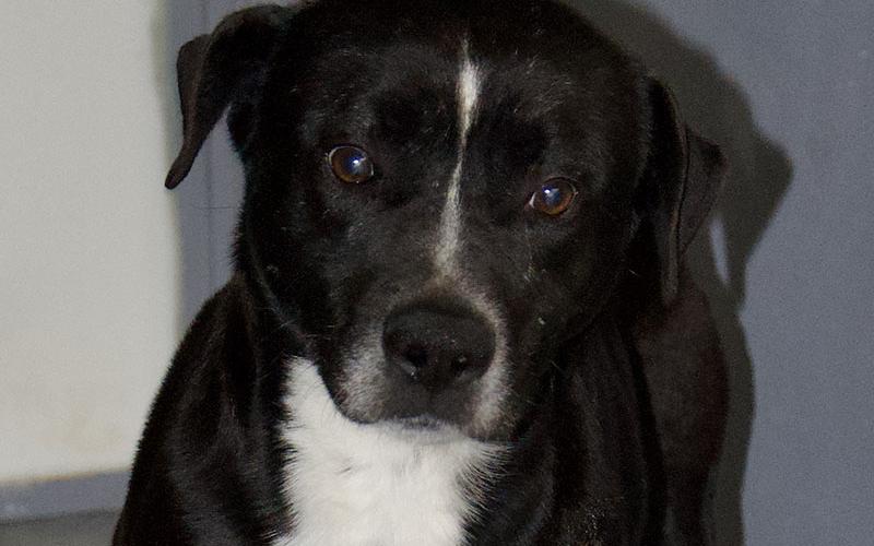 This male Lab mix, who volunteers have named Flint, was picked up on Trails End Road in Blue Ridge February 14. He has a black coat with white patches. View him using intake number 048-22.