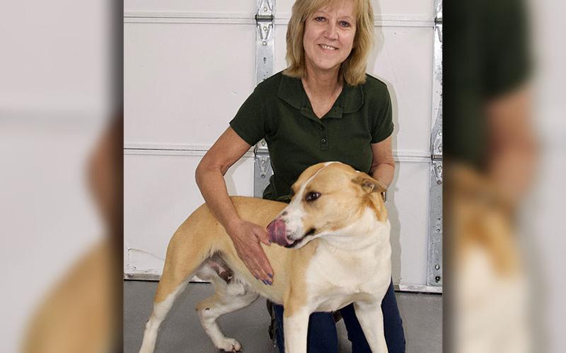 This male Bulldog and Terrier mix, who volunteers have named Oscar, was picked up on Jade Lane in Mineral Bluff February 18. This friendly guy has a blonde and white coat. View him using intake number 054-22. He is shown with animal control Administrative Support Donna Turek.