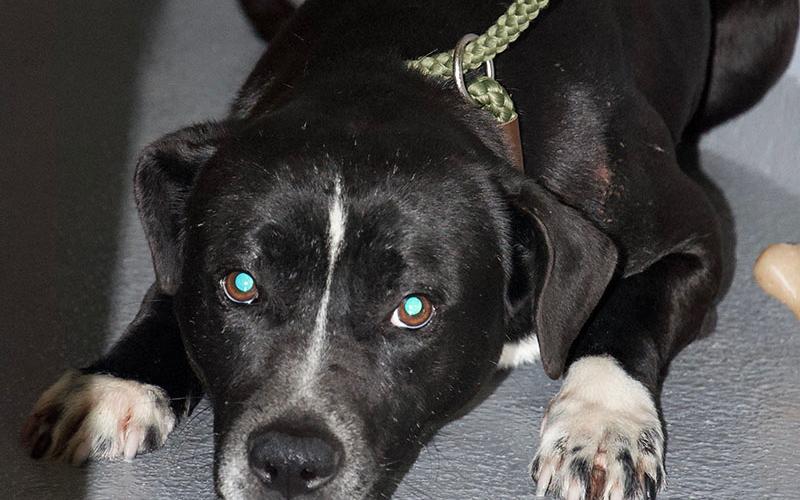 This male Lab mix was picked up on Trails End Road in Blue Ridge February 14. This sweet boy has a black coat with some white. View him using intake number 048-22.