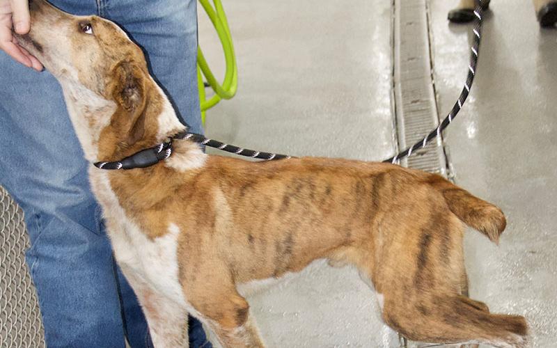 This male Heeler mix was picked up on Murphy Highway in Mineral Bluff. This playful boy has a light brown, brindle coat with white. View him using intake number 043-22.