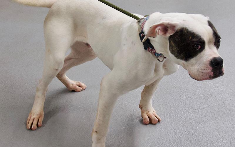 This male Boxer mix was picked up on Ballewtown Road in Blue Ridge February 1. This friendly boy has a white coat with two black eyes. View him using intake number 035-22.