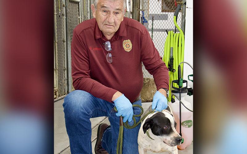 This male mix was picked up in McCaysville Thursday, March 17. He has a white coat with black spots. View this cutie using intake number 078-22. He is shown with animal control Interim Manager J.R. Cornett.