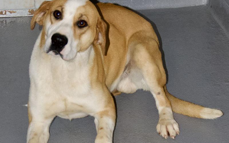 This male Hound mix was picked up on Ross Drive in Mineral Bluff March 11. He has a white and orange coat. View this good boy using intake number 075-22.