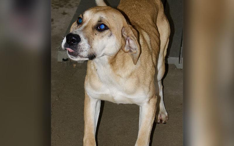 This male Hound mix was picked up on Ross Drive in Mineral Bluff March 11. He has a blonde coat. View this boy using intake number 074-22.