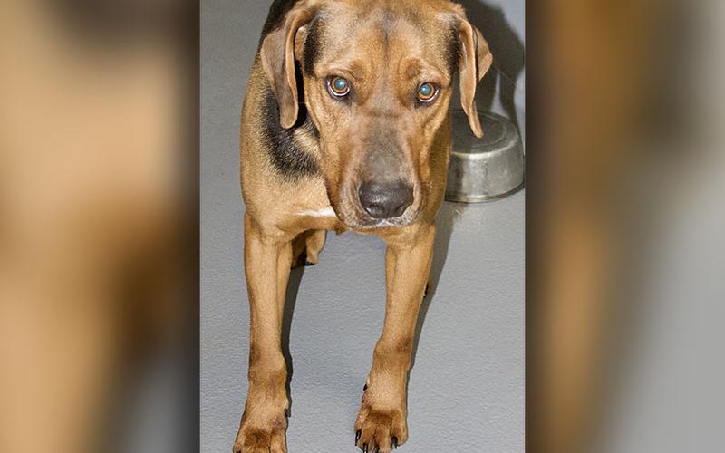 This male Hound mix was picked up on Doublehead Gap Road in Blue Ridge March 7. He has a black and tan coat. View this handsome guy using intake number 068-22.