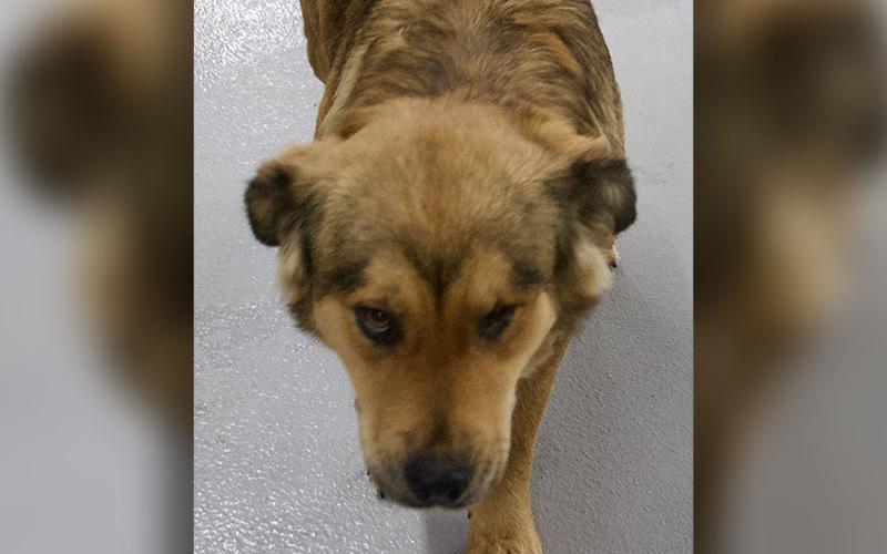 This female Shepherd mix was picked up in McCaysville March 22. She has a long, brown and black coat. View this sweet girl using intake number 087-22.