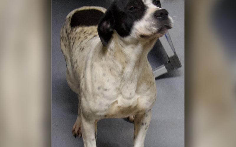 This male mix was picked up in McCaysville March 17. This sweetie has a white coat with black spots. View him using intake number 078-22.