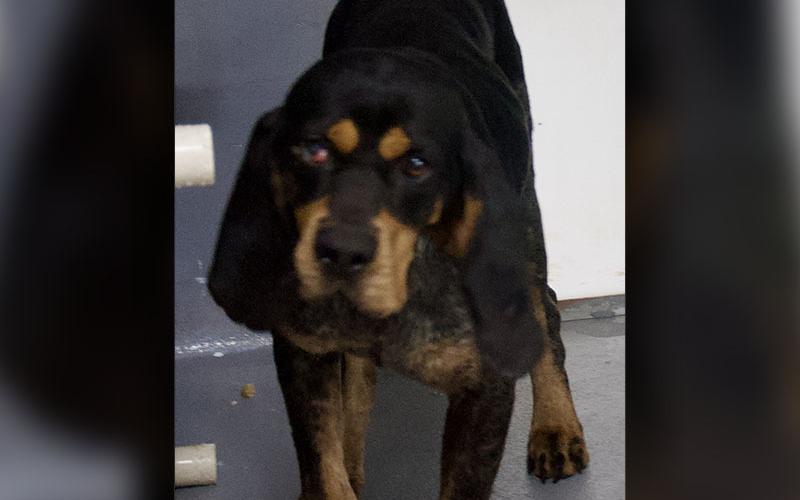 This male Blue Tick Hound, who volunteers named Jake, was picked up in Mineral Bluff March 11. He has a pretty black and tan coat. View this boy using intake number 073-22.