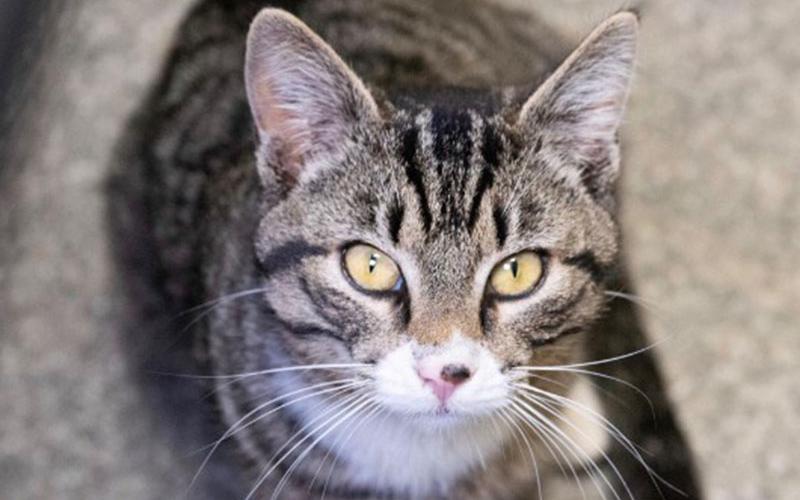 The Humane Society of Blue Ridge cat of the week is Chip. He is a one-year-old tabby with the cutest spot on his nose – his very own chocolate chip! He is super friendly with people and loves to be petted. He gets along well with his feline suitemates. Chip is a curious little guy who wants to know what you’re doing. He is neutered, microchipped and up to date on his vaccinations, so he’s ready to become your companion. Contact the Adoption Center at 706-632-4357 to schedule a visit with sweet Chip.