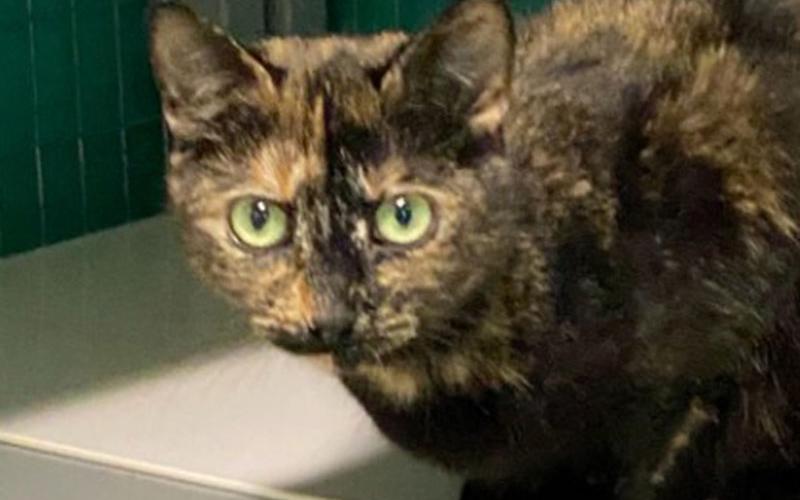 The Humane Society of Blue Ridge cat of the week is Nova. She is a one-year-old tortie who is sweet, playful and spunky! She is independent, but she gets along well with her Adoption Center suitemates. A quiet home would be purrfect for Nova. Contact the Adoption Center at 706-632-4357 for more information about this adorable girl with gorgeous green eyes. She is spayed, microchipped and up to date on her vaccinations, so she is ready for her furever family.
