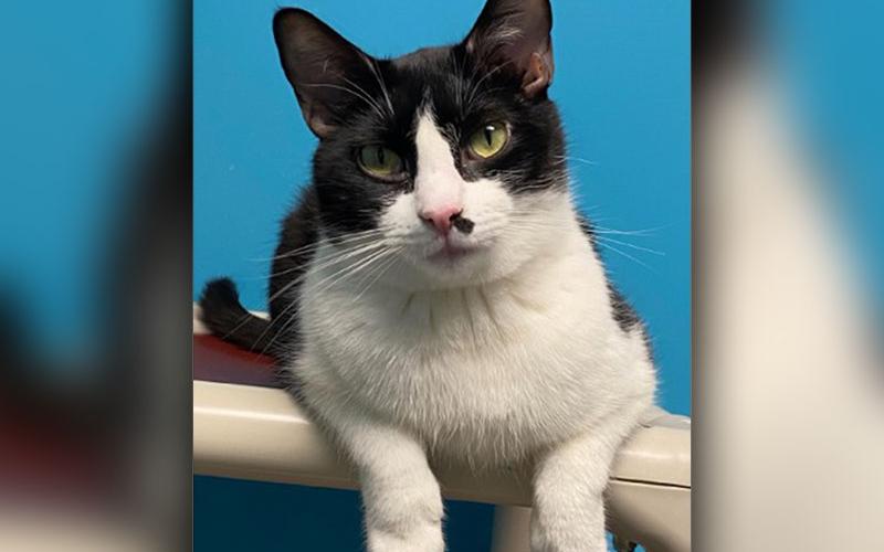 The Humane Society of Blue Ridge cat of the week is Neville. Feast your eyes on this handsome one-year-old tuxedo who would love nothing more than to nap in your lap. Neville has a calm demeanor, and he gets along well with other cats once he spends a little time getting to know them. He is always ready to meet new people, including children. Contact the Adoption Center at 706-632-4357 to schedule a meet and greet with this happy little guy. Neville is neutered, microchipped and up to date on his vaccinatio