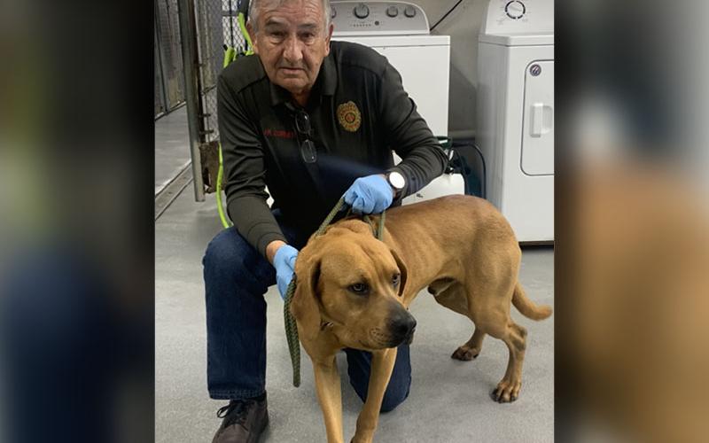 This male lab mix was picked up on Old Dial Road in Morganton March 26. This cutie has a brown coat with a red tint to it and is solid in color. View this sweet pupper using intake number 088-22. He is shown with animal control Officer JR Cornett.