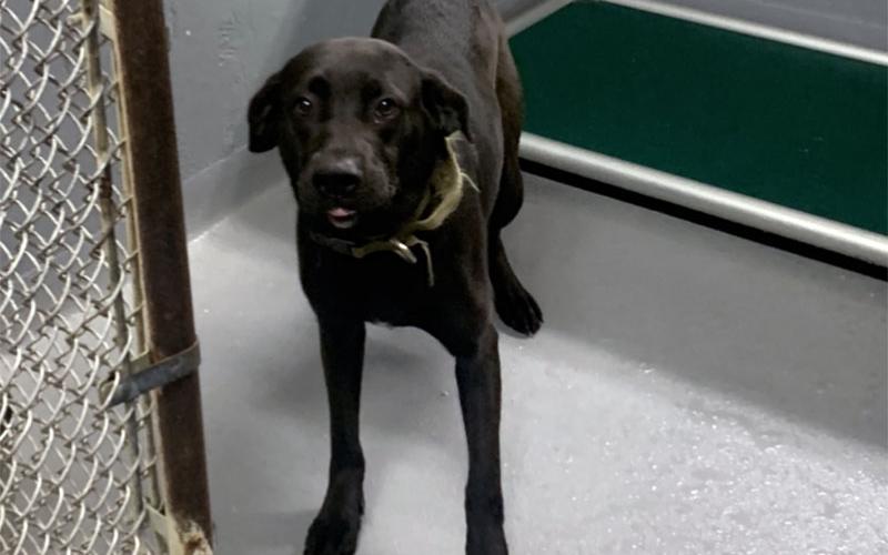 This female lab mix was picked up on Old Dial Road in Morganton March 26. She has a shiny black coat. View this cute doggo using intake number 089-22.