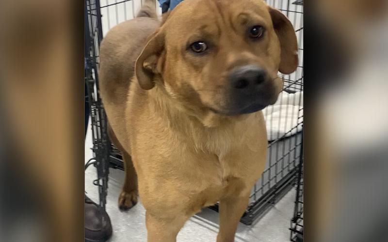 This eager-to-love pup was dropped off at Animal Control March 30. He has a short, red coat. View him by using intake number 096-22.