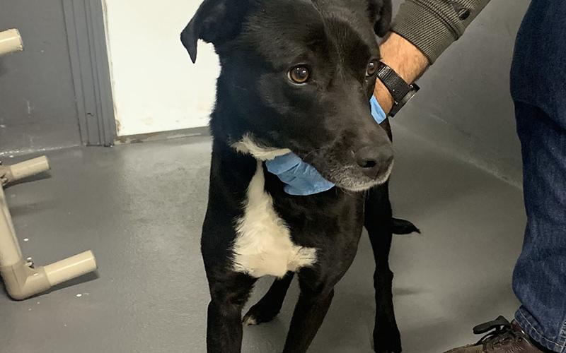 This shy beauty is a female lab mix. She was owner surrendered March 26. View this sweet girl using intake number 091-22.
