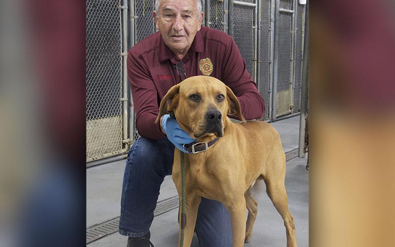 This male hound-lab mix was picked up on Old Dial Road in Morganton, March 26. This cutie has a brown coat with a red tint to it and is solid in color. View this sweet pupper using intake number 088-22. He is shown with animal control Officer JR Cornett.