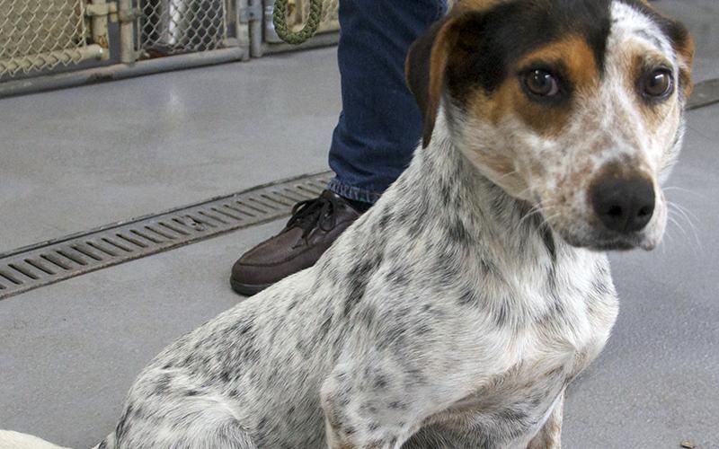 This female Fiest mix was dropped off at animal control April 5, 2022. She is white in color with a mix of brown and black spots. View this cute doggo using intake number 098-22.