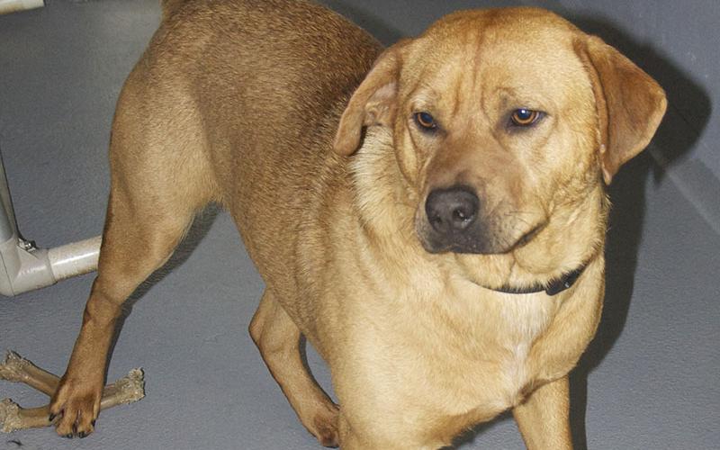 This energetic boy is a lab mix. He was dropped off at Animal Control March 30. He has a short, red coat. View this friendly pup by using intake number 096-22.