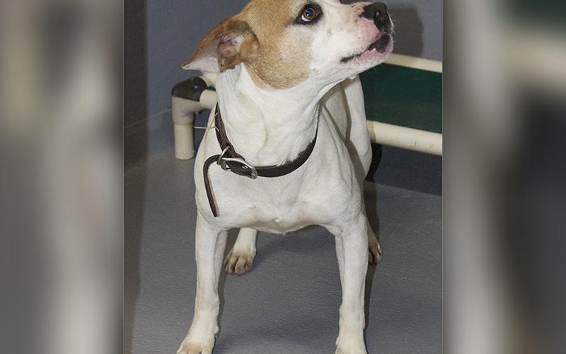 This male boxer mix was recently surrendered to Animal Control. He is white in color with a brown patch on his right eye. View this sweet boy by using intake number 097-22.