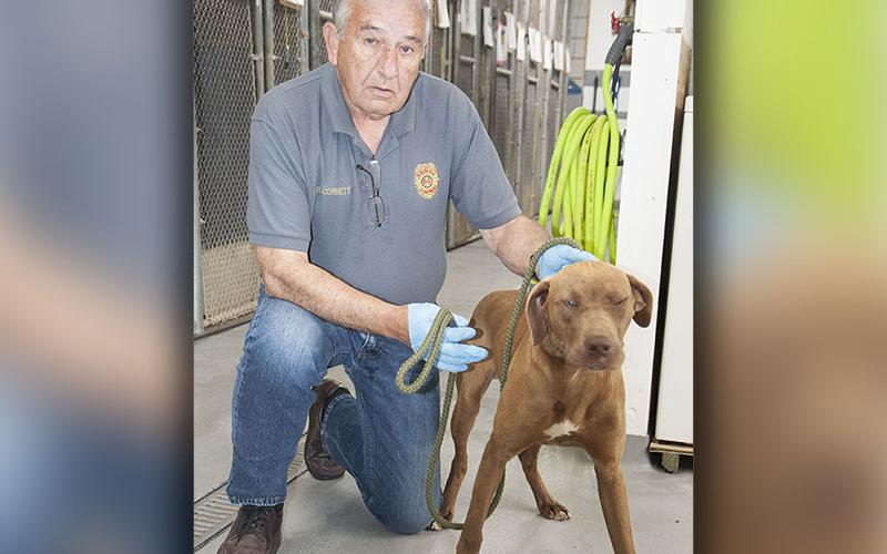 This male lab mix was picked up on Doublehead Road, April 11. This cutie has a short, brown coat with a white patch on his chest. View this sweet dog using intake number 107-22. He is shown with Animal Control Officer JR Cornett.