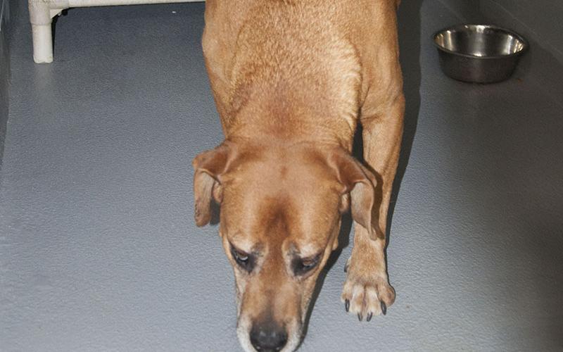 This male red bone hound mix was picked up at 206 Books Road in Mineral Bluff, April 8. He has a short, red coat. View this sweet boy by using intake number 103-22.